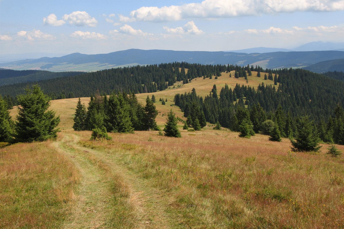 Túra: Lesnícky náučný chodník Oravská Lesná | HIKING.SK