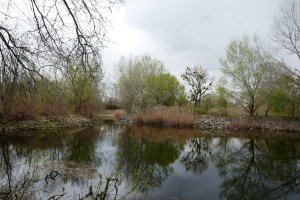 Dunajské rameno