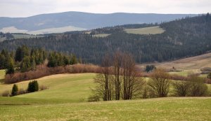 Orava