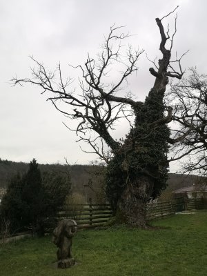 Okšovské duby
