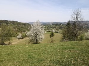 Kvitnúce Kysuce