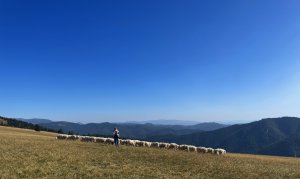 ovečky