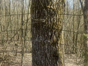 STROM ako štátna hranica