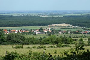 Dubová