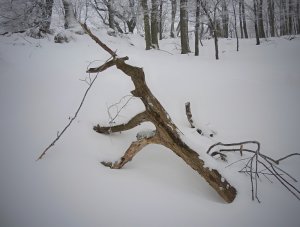 Čudo