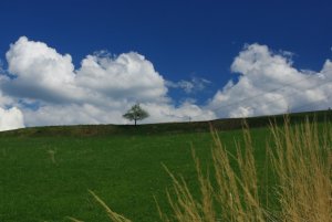 oblúbený strom