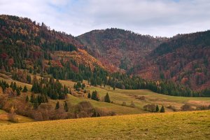 Galička