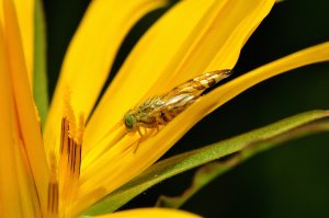 Muška (Trypetoptera punctulata)