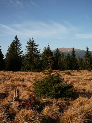 Na Trestniku