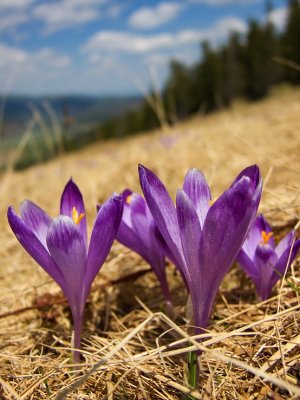 Jar nad Telgártom