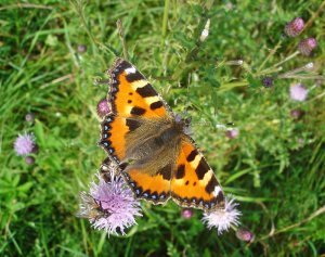 Babôčka pŕhľavová ( Aglais urticae )