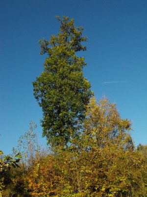 Dlháň