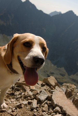 dogtrek
