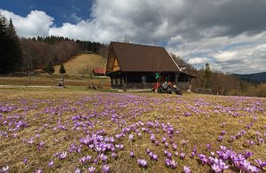 Kučelach IV.