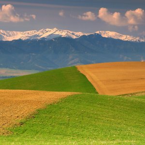 Šachovnica