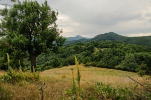 Divozel na Klokoči