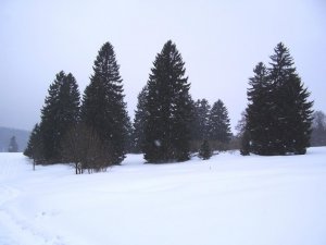 Loksova lúka