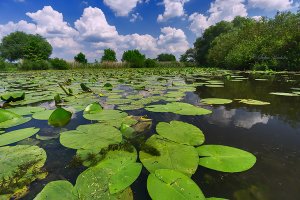 Leknica žltá