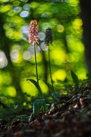 Orchis Purpurea