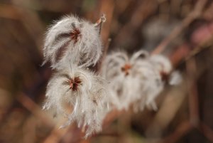Plamienok plotný (Clematis vitalba)
