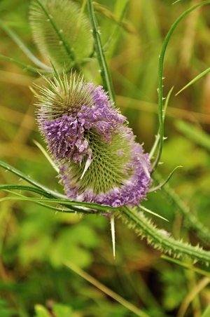 Štetka lesná (Dipsacus fullonum)