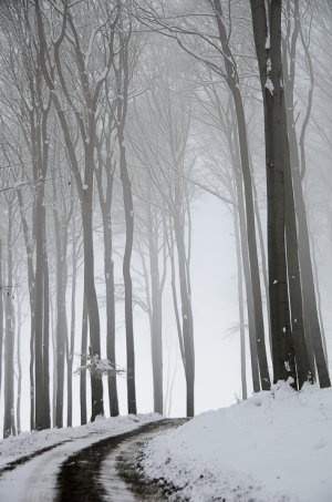 Lesná cesta