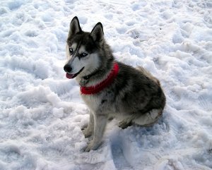 Zatúlaný Husky