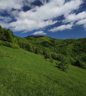 Zelenelo sa všetko...