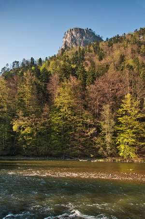 Sokolica