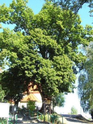 Veľkouherecká lipa