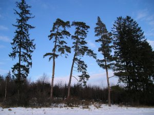 Borovice