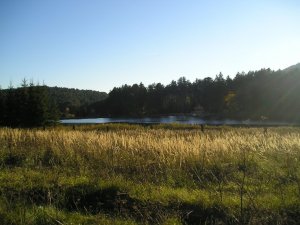 Vedžer
