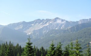 ROHÁČE