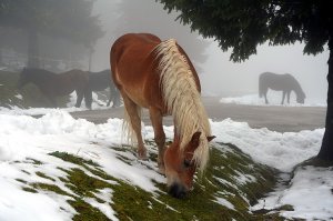 Pásla kone na (betone) snehu