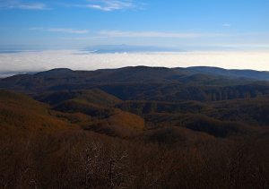 Z Makovice