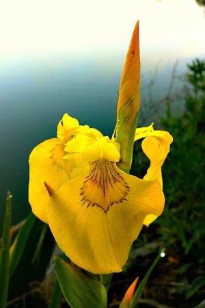 Kosatec žltý  ( Iris pseudacorus )