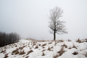 Skalnata