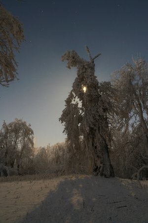 Tajomný strom v Karpatoch