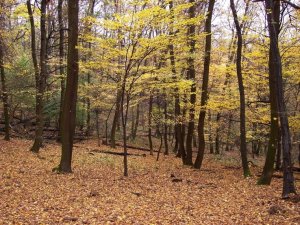 Jeseň v Burde