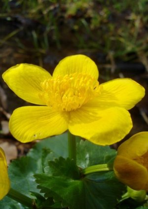 Záružlie močiarne ( Caltha Palustris )