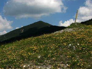 Ostrá