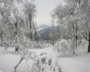 Z Klokoča.