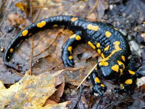 Salamandra
