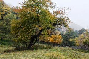 Gabčova lúka