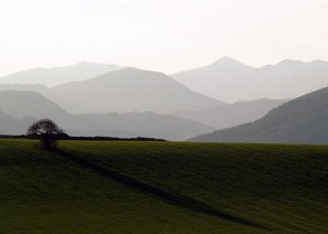 Strom a jeho tieň