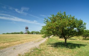 Nad Hustopečami