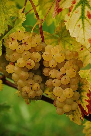 Vinobranie v Rači