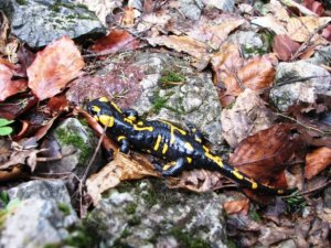 salamandra