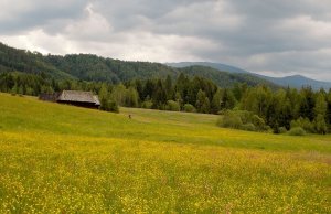 Lúčna poľana