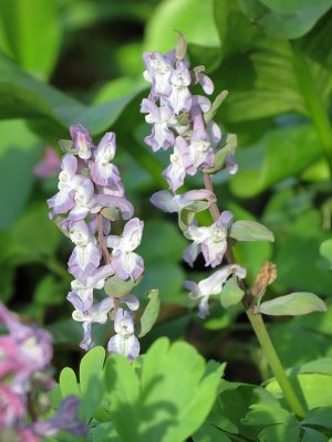 Corydalis cava (L.)